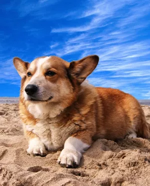 Apartamentos que admiten mascota